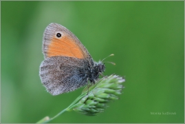 <p>OKÁČ POHÁŇKOVÝ (Coenonympha pamphilus) Šluknovsko - Jiříkov ---- /Small heath - Kleines Wiesenvögelchen/</p>